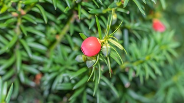 Rote Frucht der Eibe. Viele Mythen ranken sich um die Europäische Eibe. Fast alle ihre Baum-Teile sind giftig. Worauf Haustier-Besitzer und Landwirte achten sollten. | Bild: picture-alliance/dpa