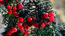 Eine Eibe mit roten Früchten. Viele Mythen ranken sich um die Europäische Eibe. Fast alle ihre Baum-Teile sind giftig. Worauf Haustier-Besitzer und Landwirte achten sollten. | Bild: picture-alliance/dpa