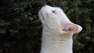 Eiben sind für viele Haustiere - Katzen, Hunde und Kaninchen - lebensgefährlich giftig! | Bild: picture alliance/W.Layer-Juniors