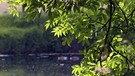 Baum des Auwaldes: Esche am Wasser | Bild: picture alliance /pa