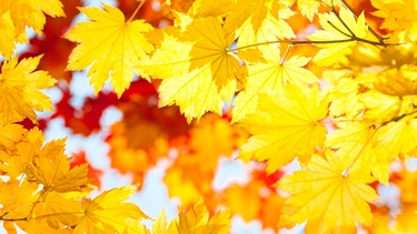 Blätter im Herbst. Wir helfen Ihnen dabei, die Blätter zu bestimmen. Welches Blatt gehört zu welchem Baum? | Bild: colourbox.com