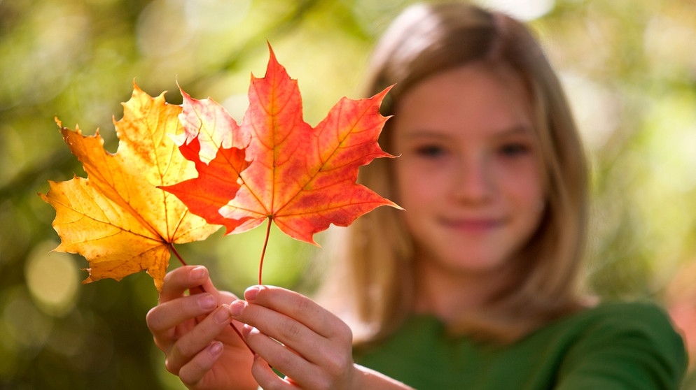 Wir helfen Ihnen dabei, die Blätter zu bestimmen. Welches Blatt gehört zu welchem Baum? Ein Mädchen hält ein gelbes und rotes Ahornblatt in die Kamera. Ahorn färbt sich im Herbst besonders bunt: die Blätter leuchten in vielen verschiedenen Gelb-, Orange- und Rottönen. | Bild: mauritius-images