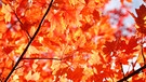 Blätter im Herbst. Wir helfen Ihnen dabei, die Blätter zu bestimmen. Welches Blatt gehört zu welchem Baum? | Bild: picture-alliance/dpa