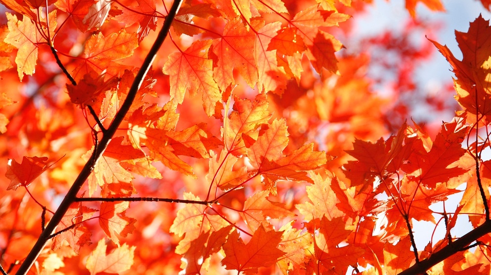 Blätter im Herbst. Wir helfen Ihnen dabei, die Blätter zu bestimmen. Welches Blatt gehört zu welchem Baum? | Bild: picture-alliance/dpa