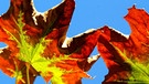 Wir helfen Ihnen dabei, die Blätter zu bestimmen. Welches Blatt gehört zu welchem Baum? Ahornblätter färben sich im Herbst schön bunt. | Bild: picture-alliance/dpa