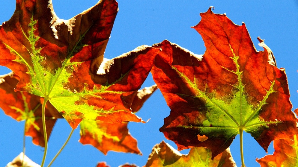 Wir helfen Ihnen dabei, die Blätter zu bestimmen. Welches Blatt gehört zu welchem Baum? Ahornblätter färben sich im Herbst schön bunt. | Bild: picture-alliance/dpa