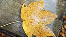 Wir helfen Ihnen dabei, die Blätter zu bestimmen. Welches Blatt gehört zu welchem Baum? Hier ein Bergahorn-Blatt. Im Herbst verliert auch der Bergahorn seine Blätter. | Bild: picture-alliance/dpa/blickwinkel/S. Ziese