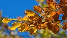 Wir helfen Ihnen dabei, die Blätter zu bestimmen. Welches Blatt gehört zu welchem Baum? So sieht das Blatt einer Buche im Herbst aus. Hier ist eine Rotbuche zu sehen. | Bild: picture-alliance/dpa/SULUPRESS.DE/Torsten Sukrow
