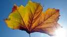 Wir helfen Ihnen dabei, die Blätter zu bestimmen. Welches Blatt gehört zu welchem Baum? Hier das Blatt eines Platanenbaumes im Herbst. | Bild: picture-alliance/dpa