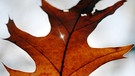 Wir helfen Ihnen dabei, die Blätter zu bestimmen. Welches Blatt gehört zu welchem Baum? Hier das Blatt einer Roteiche im Herbst. | Bild: picture-alliance/dpa