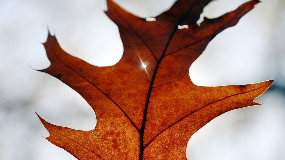 Wir helfen Ihnen dabei, die Blätter zu bestimmen. Welches Blatt gehört zu welchem Baum? Hier das Blatt einer Roteiche im Herbst. | Bild: picture-alliance/dpa