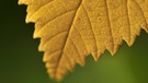 Wir helfen Ihnen dabei, die Blätter zu bestimmen. Welches Blatt gehört zu welchem Baum? So sieht das Blatt einer Ulme im Herbst aus. | Bild: picture-alliance/dpa