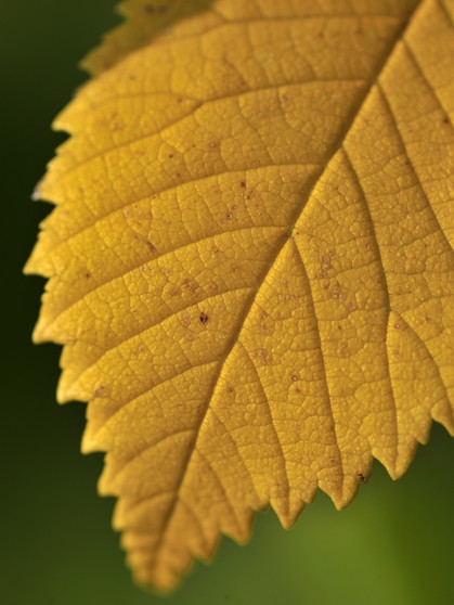 Wir helfen Ihnen dabei, die Blätter zu bestimmen. Welches Blatt gehört zu welchem Baum? So sieht das Blatt einer Ulme im Herbst aus. | Bild: picture-alliance/dpa