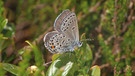 Hochmoorbläuling, eine seltene Schmetterlingsart. Ihr Lebensraum ist extrem nass und kühl, deshalb sind sie nur noch in höchsten Gebirge in Hochmooren zu finden.   | Bild: picture-alliance/dpa/blickwinkel/W. Willner
