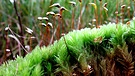 Gemeines Weissmoos, eine seltene Moosart wächst auf sauren, zeitweise vernässten, kalkfreien Standorten. Moose sind nicht nur grün, sie können auch ganz unterschiedliche Farben und Formen annehmen.  | Bild: BR/Gut zu wissen/Oliver Dürhammer