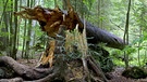 Umgeknickter Baum im Nationalpark Bayerischer Wald | Bild: picture alliance / blickwinkel/W. Layer