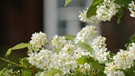 Blühende Traubenkirsche vor einem Haus | Bild: picture-alliance/dpa