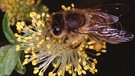 Biene mit Pollenhöschen auf männlicher Salweidenblüte | Bild: picture-alliance/dpa