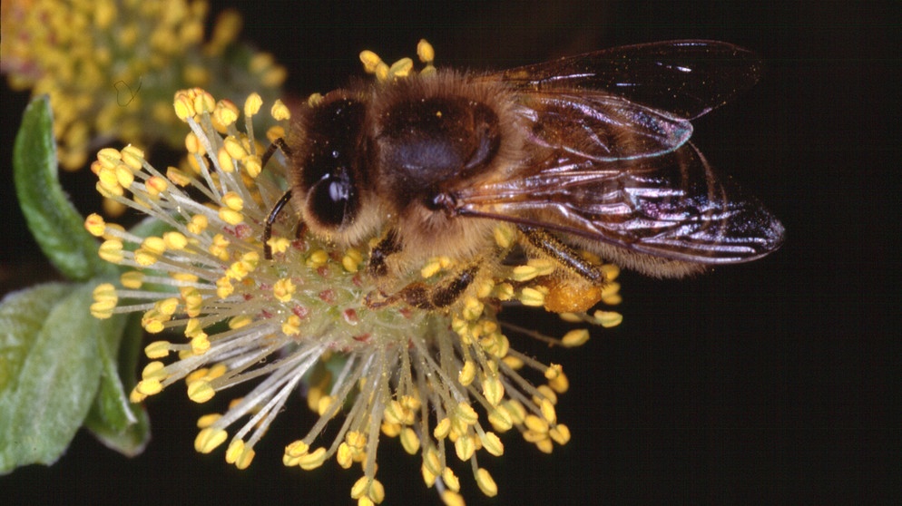 Biene mit Pollenhöschen auf männlicher Salweidenblüte | Bild: picture-alliance/dpa