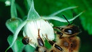 Biene sammelt Nektar und Pollen an einer Waldhimbeerenblüte. | Bild: picture-alliance/dpa