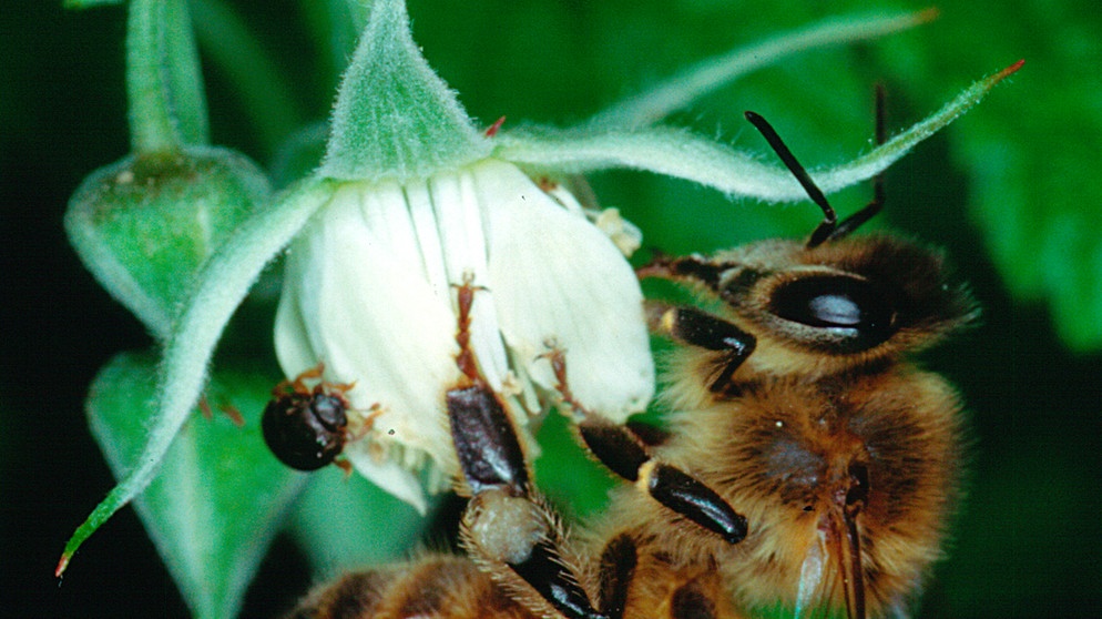 Biene sammelt Nektar und Pollen an einer Waldhimbeerenblüte. | Bild: picture-alliance/dpa