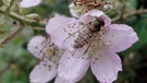 Schwebfliege an Brombeerblüte | Bild: picture-alliance/dpa