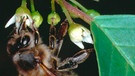 Biene an der Blüte eines Faulbaums | Bild: picture-alliance/dpa