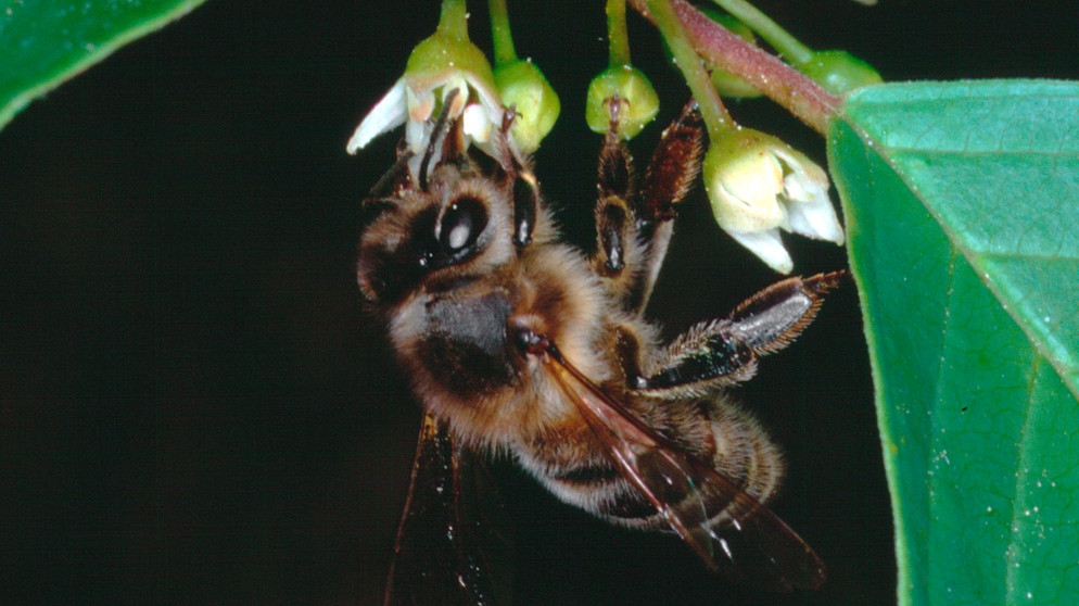 Biene an der Blüte eines Faulbaums | Bild: picture-alliance/dpa