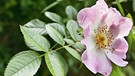 Wildrosenblüte | Bild: picture-alliance/dpa