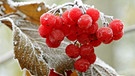 Mit Eis überzoge Früchte des Gemeinen Schneeballs | Bild: picture-alliance/dpa