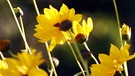 Topinamburblüten nah | Bild: picture-alliance/dpa