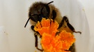 Biene im Krokus | Bild: picture-alliance/dpa