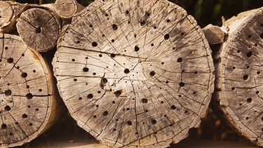 Baumstumpf mit unterschiedlich großen Bohrlöchern | Bild: picture-alliance/dpa
