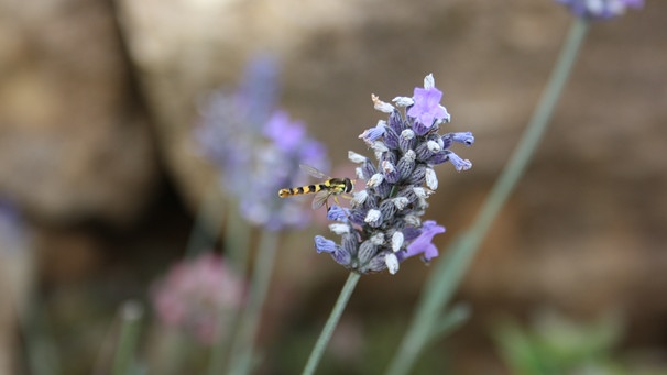 Schwebfliege an Blüte vor Natursteinmauer | Bild: Markus Gastl / Hortus Insectorum