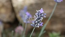 Schwebfliege an Blüte vor Natursteinmauer | Bild: Markus Gastl / Hortus Insectorum
