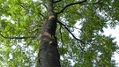 Aus Asien eingewanderte Art: der Götterbaum - ein Neophyt | Bild: picture-alliance/dpa