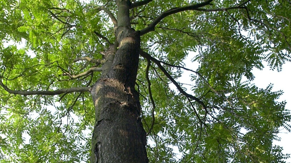 Aus Asien eingewanderte Art: der Götterbaum - ein Neophyt | Bild: picture-alliance/dpa