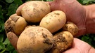Kartoffeln waren bei uns einst nicht heimisch, sie sind eingewanderte Pflanzen, also Neophyten. | Bild: picture-alliance/dpa