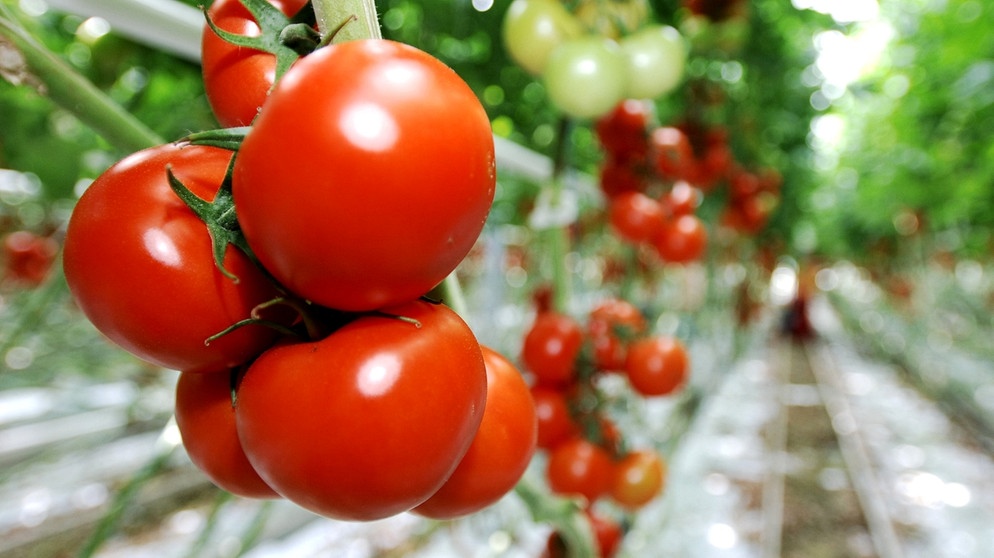 Tomaten sind auch Neophyten, sie stammen ursprünglich nicht aus Europa. | Bild: picture-alliance/dpa