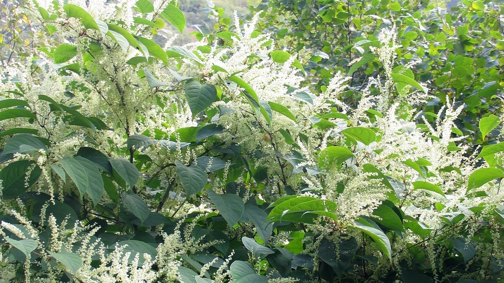 Eine eingewanderte Pflanzenart - im Fachjargon ein Neophyt, griechisch für 'neue Pflanze': der japanische Staudenknöterich | Bild: picture-alliance/dpa