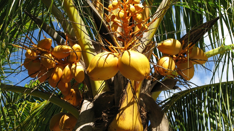 Eine Kokospalme mit Früchten auf Mauritius | Bild: picture-alliance/dpa
