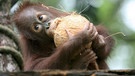 Orang Utan Baby trinkt aus einer Kokosnuss. | Bild: picture-alliance/dpa
