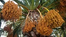 Kanarische Dattelpalme mit Früchten | Bild: picture-alliance/dpa