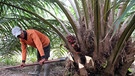 Ein Arbeiter hackt auf einer Palmölplantage in Kalimantan in Borneo Fruchtbündel aus einer Ölpalme. | Bild: picture-alliance/dpa