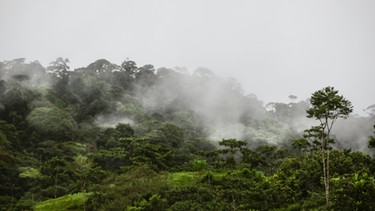 Nebel steigt auf zwischen den Baumkronen im Putumayo Reservat, Kolumbien.  | Bild: picture alliance / AA | Juancho Torres