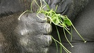 Klee ist eine beliebte Futterpflanze - auch für Gorillas | Bild: picture-alliance/dpa