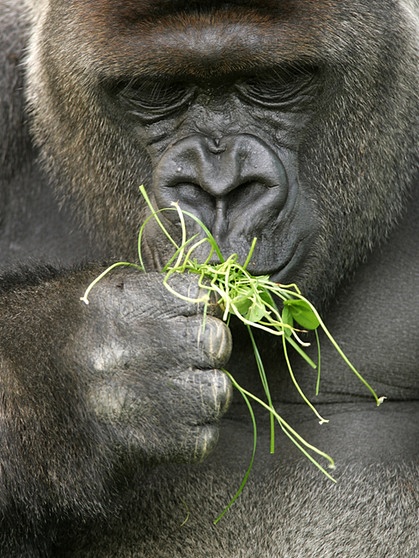 Klee ist nicht nur ein Glücksbringer vor allem zu Sivester und Neujahr, sondern auch eine beliebte Futterpflanze - auch für Gorillas (im Bild). | Bild: picture-alliance/dpa