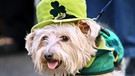 Das Kleeblatt ist Nationalsymbol Irlands. Im Bild: Hund mit Kleeblatt-Hut am St. Patrick's-Day, dem irischen Nationalfeiertag. Das Kleeblatt soll Glück bringen. Es gilt als Glücksbringer, nicht nur zu Silvester und Neujahr.  | Bild: picture-alliance/dpa