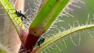 Pflanze mit Insekten | Bild: NDR