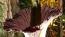Titanwurz bei der Blüte nachts in der Stuttgarter Wilhelmina im Jahr 2008. Die Titanwurz oder Titanenwurz (Amorphophallus titanum) gilt als größte Blume der Welt. | Bild: picture-alliance/dpa